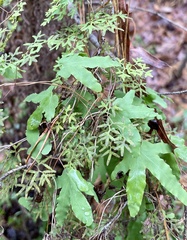 Lygodium palmatum