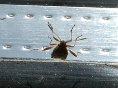 Stictopleurus