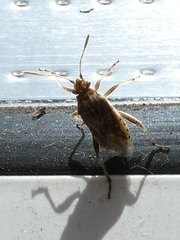 Stictopleurus