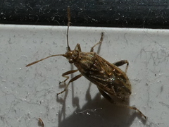 Stictopleurus