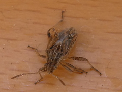 Stictopleurus