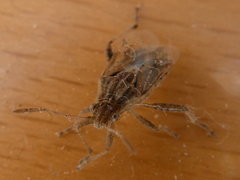 Stictopleurus