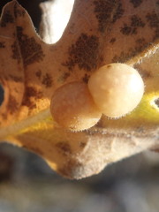 Xanthoteras eburneum