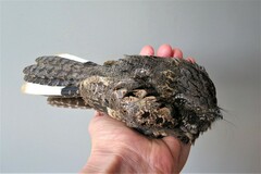 Antrostomus vociferus