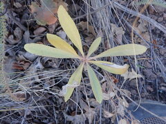 Solidago capulinensis