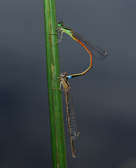 Ischnura aurora aurora