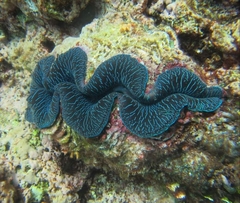 Tridacna