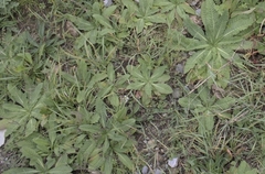 Dipsacus fullonum