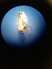 Neacoryphus bicrucis