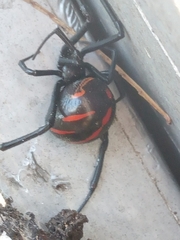Latrodectus mactans