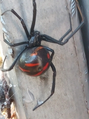 Latrodectus mactans