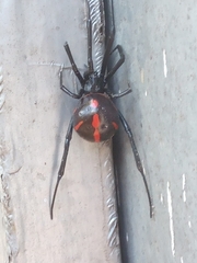 Latrodectus mactans