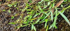 Ranunculus flammula