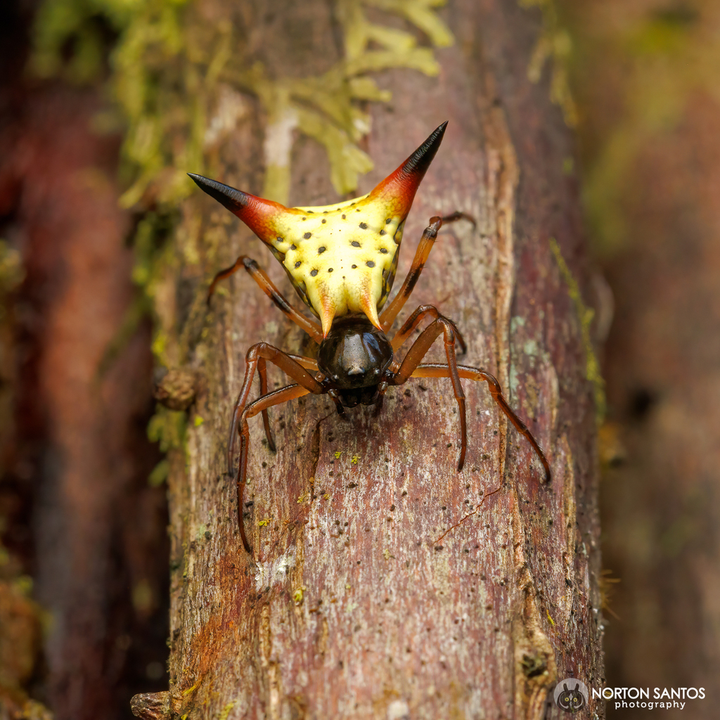 Micrathena annulata
