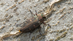 Chrysobothris affinis
