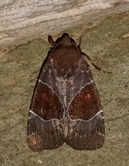 Hampsonodes mastoides