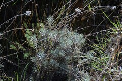 Helichrysum stoechas