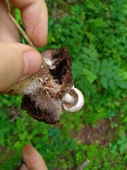 Asterophora lycoperdoides