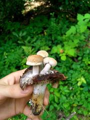 Asterophora lycoperdoides