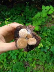 Asterophora lycoperdoides
