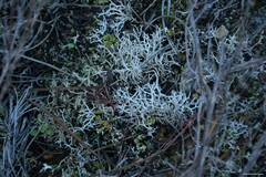Cladonia rangiformis