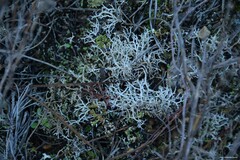 Cladonia rangiformis