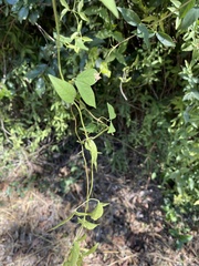 Dolichandra unguis-cati