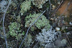 Cladonia foliacea