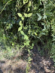 Dolichandra unguis-cati