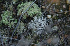 Cladonia foliacea