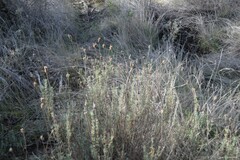 Lavandula pedunculata