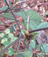 Elephantopus tomentosus