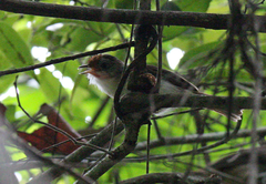 Malacopteron cinereum