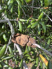 Disholcaspis quercusvirens