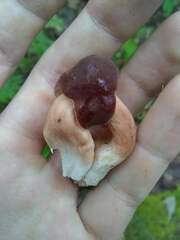 Xanthoconium purpureum