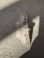 Iridopsis defectaria