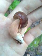 Xanthoconium purpureum