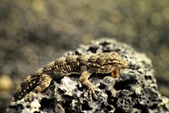 Tarentola angustimentalis