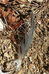 Corvus brachyrhynchos