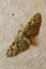Eupithecia dodoneata