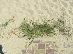 Cenchrus longisetus