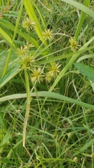 Cyperus croceus