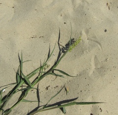 Cenchrus longisetus