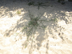 Cenchrus longisetus