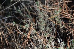 Thymus zygis