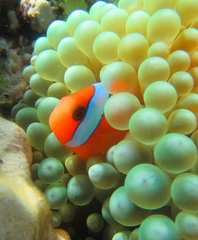 Amphiprion melanopus