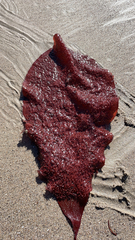 Chondracanthus exasperatus