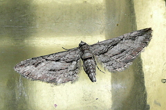 Eupithecia phoeniceata