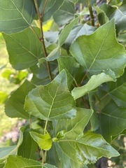 Populus nigra