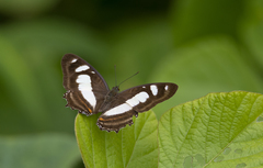 Metamorpha elissa